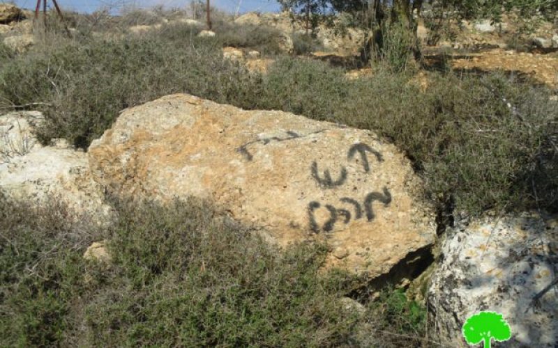 Adi Ad colonists destroy olive trees in the Ramallah village of Turmus’ayya