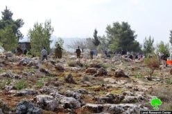 Israeli Occupation Forces ban farmers from planting lands in the Hebron village of Tarqumiya