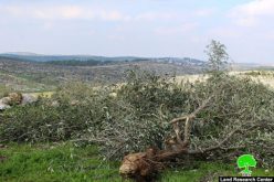 تجريف أراضي واقتلاع أشجار في بلدة خاراس غرب الخليل