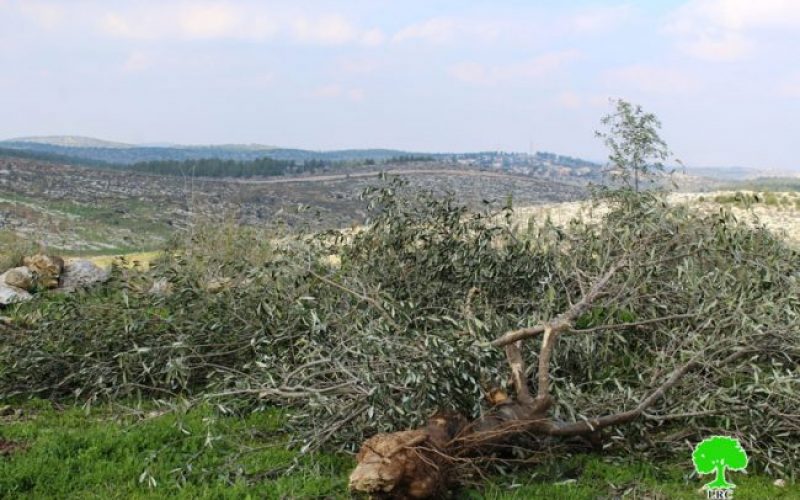 تجريف أراضي واقتلاع أشجار في بلدة خاراس غرب الخليل