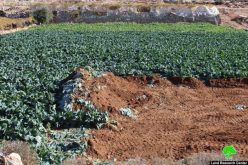تجريف أراضي وتخريب مزروعات في “خلة العيدة” شرق الخليل