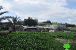 إخطار بوقف البناء لـ 7 خيام زراعية وسكنية في قرية كردلة