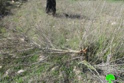 إتلاف 320 شجرة زيتون ولوزيات في قرية برقة على يد عصابة أبناء التلال