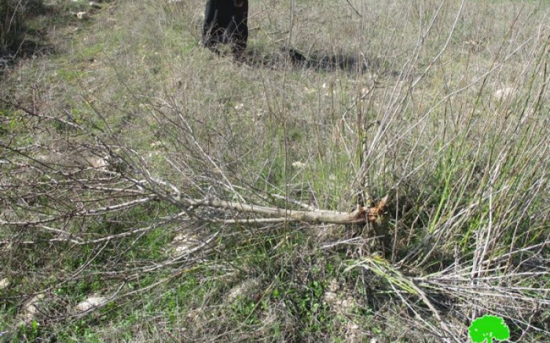 Israeli colonists gang “Sons of Hills” destroys 320 olive trees in Nablus governorate