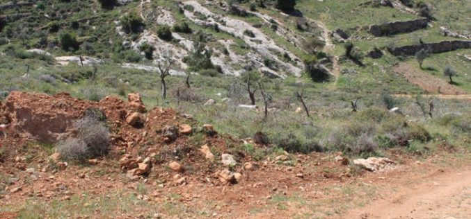 قطع أشجار زيتون وإغلاق طريق زراعية بالسواتر الترابية في قرية نحالين / محافظة بيت لحم