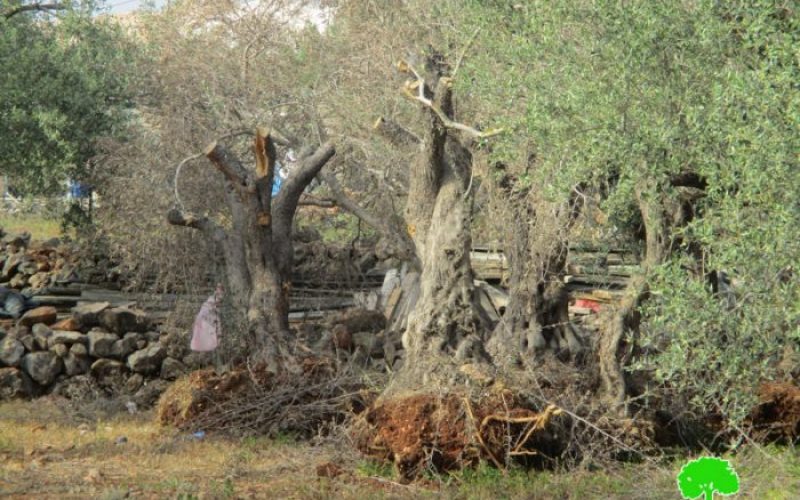 Israeli dozers ravage 17 aging olive trees in Salfit governorate