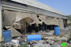 Israeli Occupation Forces confiscate 60 tons of charcoal and demolish workshop in Jenin city