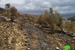 مستعمرو ” جفعات رونين” يحرقون عشرات الزيتون المعمّر شمال قرية بورين