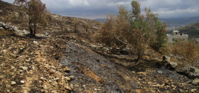 Colonists of Givat Ronen torch aging olive trees in Nablus governorate