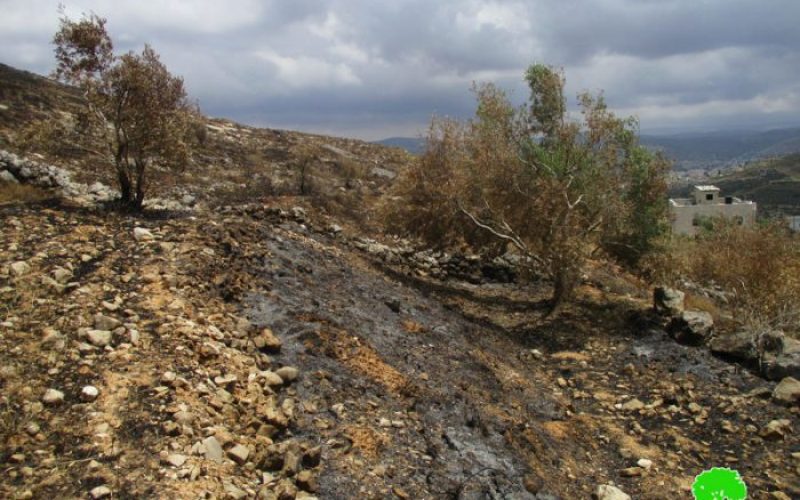 Colonists of Givat Ronen torch aging olive trees in Nablus governorate