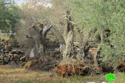 جرافات الاحتلال تدمر 17 شجرة زيتون معمّرة  في بلدة دير بلوط