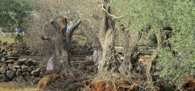 جرافات الاحتلال تدمر 17 شجرة زيتون معمّرة  في بلدة دير بلوط