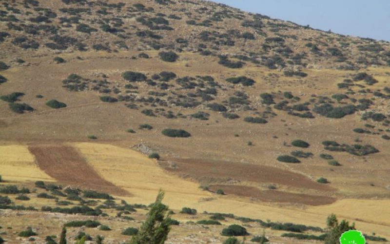 Israeli Occupation Forces uproot 70 olive trees and demolish fences in Tubas city