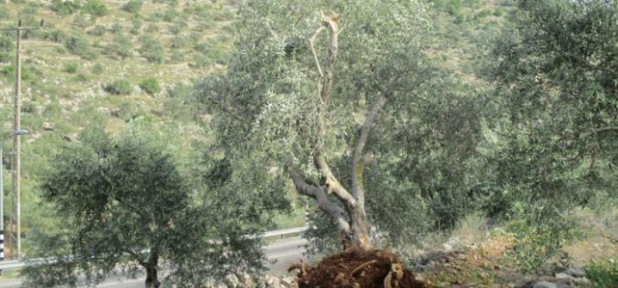 For the favor of colonies” water pipeline: Israeli Occupation Forces cut down trees in Salfit