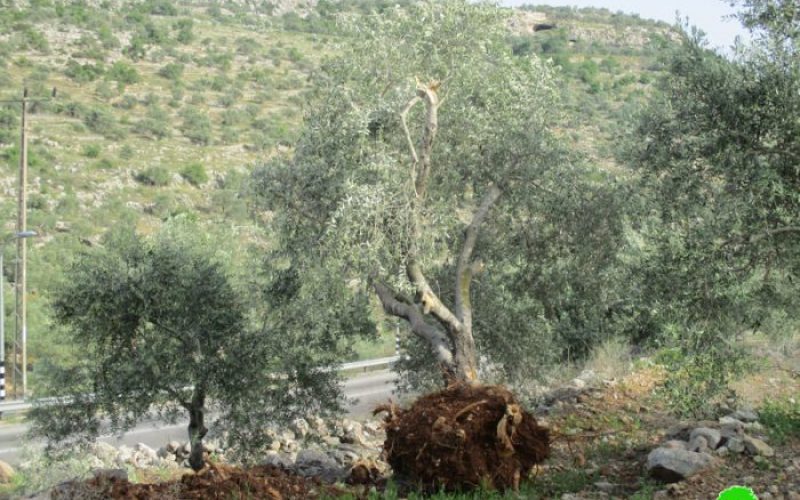 For the favor of colonies” water pipeline: Israeli Occupation Forces cut down trees in Salfit