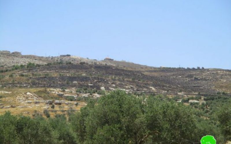 Yizhar colonists burn down 200 olive trees in the Nablus villages of Burin and Huwwara
