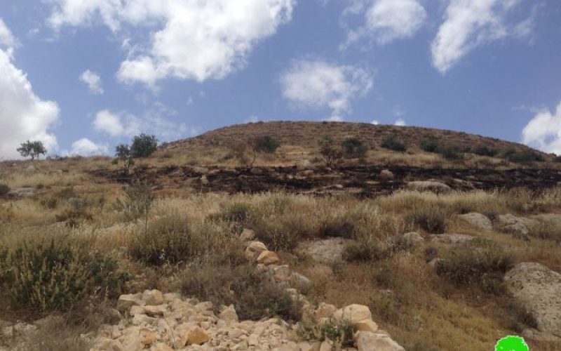 Israeli colonists torch 40 olive trees in Bethlehem governorate