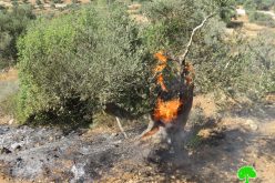 مستعمرو مستعمرة ” عيلي” يحرقون 22 شجرة زيتون معمرة  في قرية قريوت