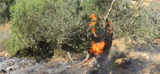 مستعمرو مستعمرة ” عيلي” يحرقون 22 شجرة زيتون معمرة  في قرية قريوت