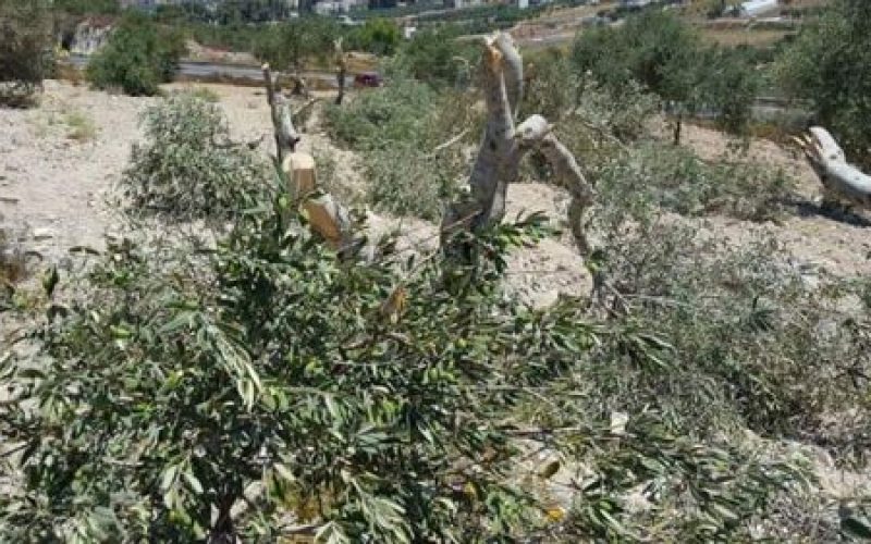 Yizhar colonists sabotage 45 olive trees in Burin village