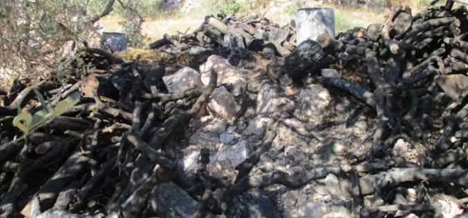 هدم عدد من ورش إنتاج الفحم ومصادرة أطنان من الحطب في بلدة يعبد