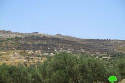 Yizhar colonists burn down 200 olive trees in the Nablus villages of Burin and Huwwara