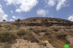 Israeli colonists torch 40 olive trees in Bethlehem governorate