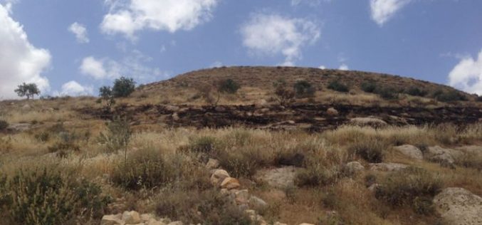 المستعمرون يحرقون 40 شجرة زيتون في بلدة بيت تعمر بمحافظة بيت لحم