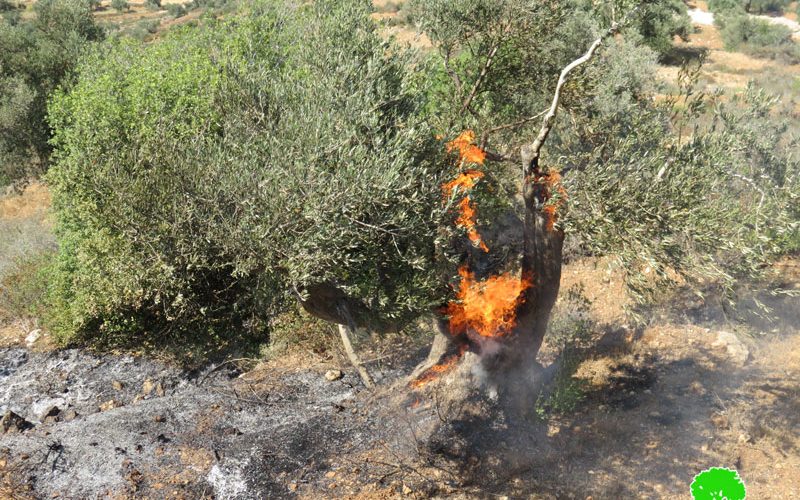 Eli colonists set fire to 22 aging olive trees in Qaryut village