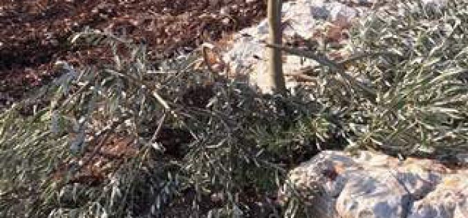 Israeli colonists sabotage 37 olive trees in Jenin governorate