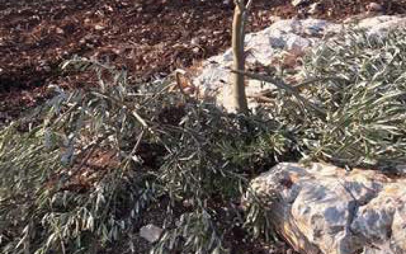Israeli colonists sabotage 37 olive trees in Jenin governorate