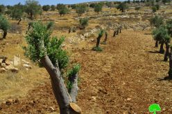 تخريب 300 شجرة زيتون مثمرة على يد المستعمرين في قرية مخماس