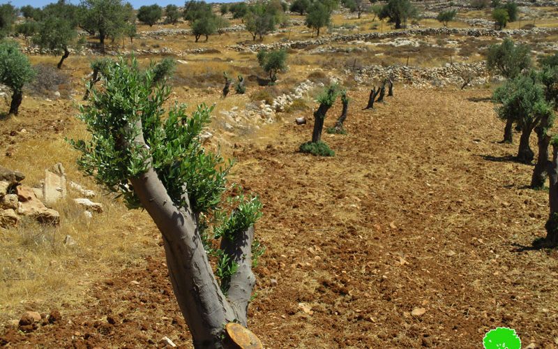 تخريب 300 شجرة زيتون مثمرة على يد المستعمرين في قرية مخماس