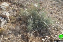 Israeli Occupation Forces uproot and confiscate 400 olive trees in Salfit governorate