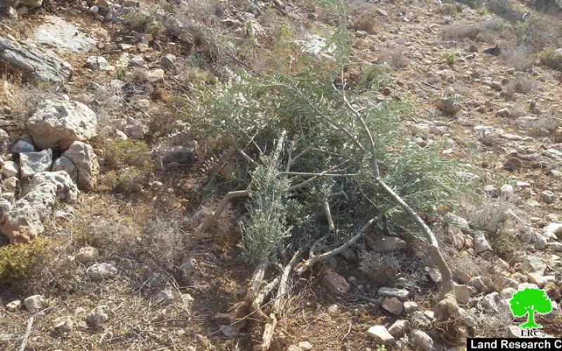 Israeli Occupation Forces uproot and confiscate 400 olive trees in Salfit governorate