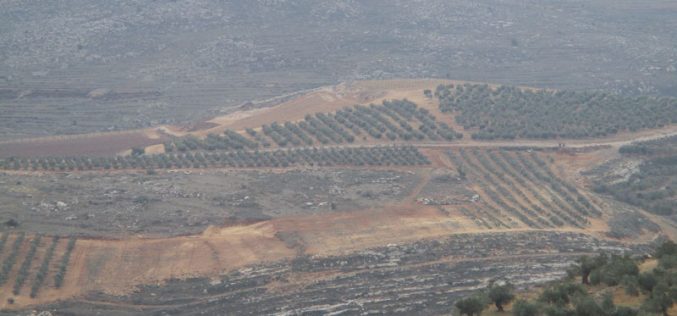 Shilo colonists ravage vast area west Qaryut village in Nablus governorate