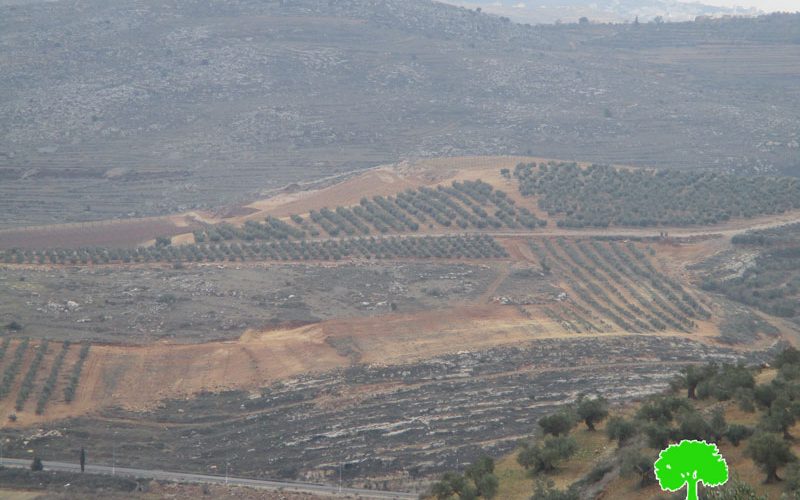 Shilo colonists ravage vast area west Qaryut village in Nablus governorate