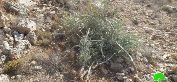 Israeli Occupation Forces uproot and confiscate 400 olive trees in Salfit governorate