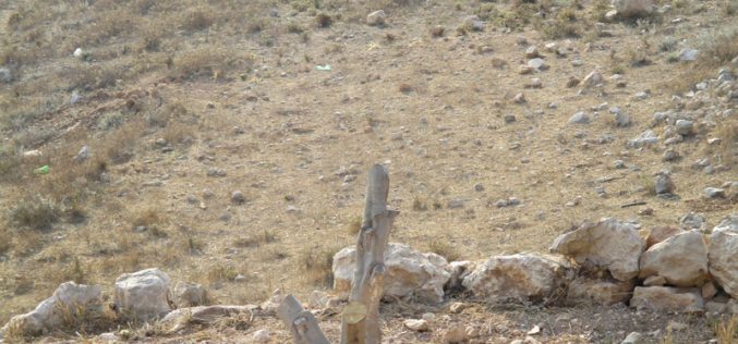 إتلاف 16 شجرة زيتون في قرية كفر قليل / محافظة نابلس