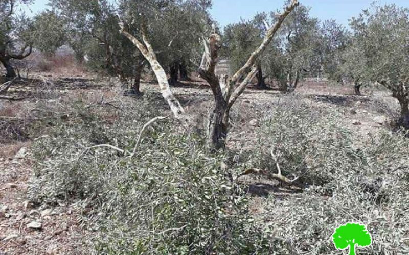 Yizhar colonists sabotage 26 olive trees in Burin village