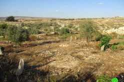 الاحتلال يدمر جدران استنادية ويقتلع أشجار في قرية جيوس / محافظة قلقيلية