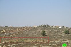 مستعمرو ” رحاليم” يقطعون 42 شجرة زيتون في قرية الساوية بمحافظة نابلس