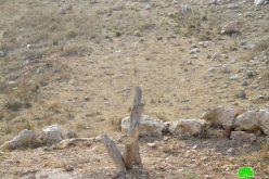 إتلاف 16 شجرة زيتون في قرية كفر قليل / محافظة نابلس