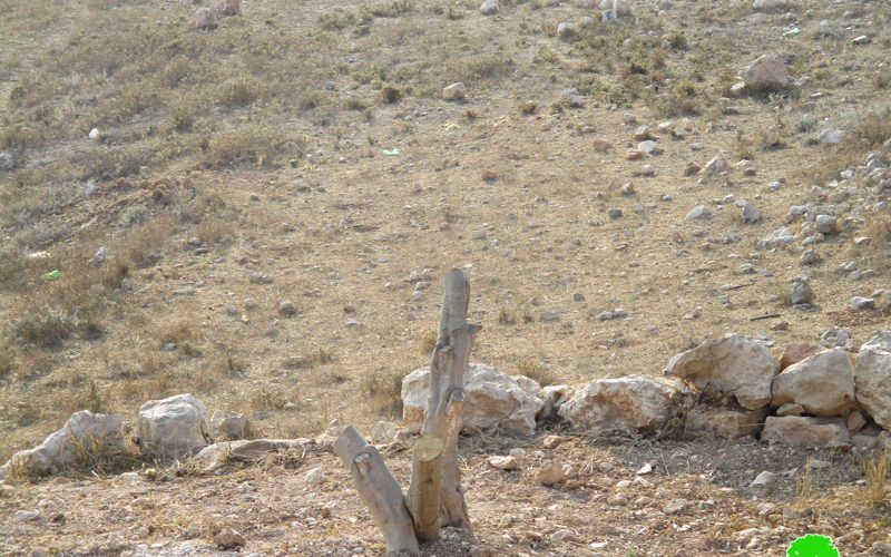 Colonists kill 16 olive trees in Nablus governorate