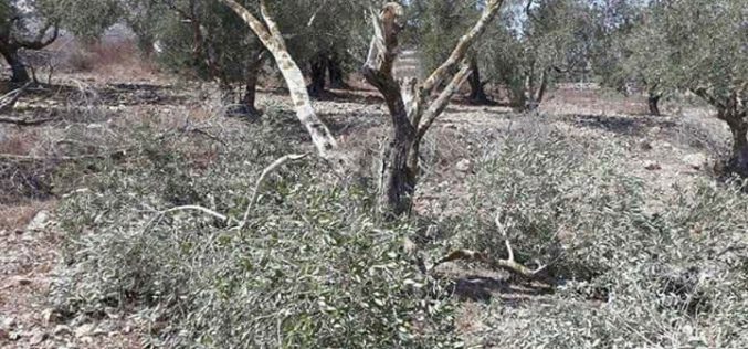 مستعمرو ” يتسهار”  يتلفون 26 شجرة زيتون مثمرة في قرية بورين بمحافظة نابلس