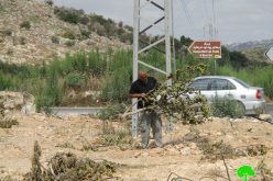 اقتلاع 63 شجرة مثمرة مختلفة في قرية بيت ليد بمحافظة طولكرم