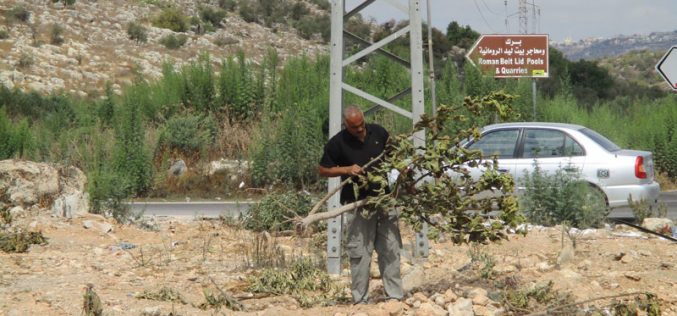 Israel’s Occupation Forces  uproot 63 fruitful trees in Tulkarm governorate