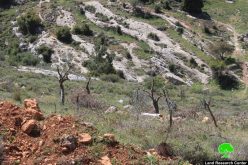 Colonists cut down olive trees and close agricultural road in the Bethlehem village of Nahhalin