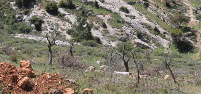 Colonists cut down olive trees and close agricultural road in the Bethlehem village of Nahhalin