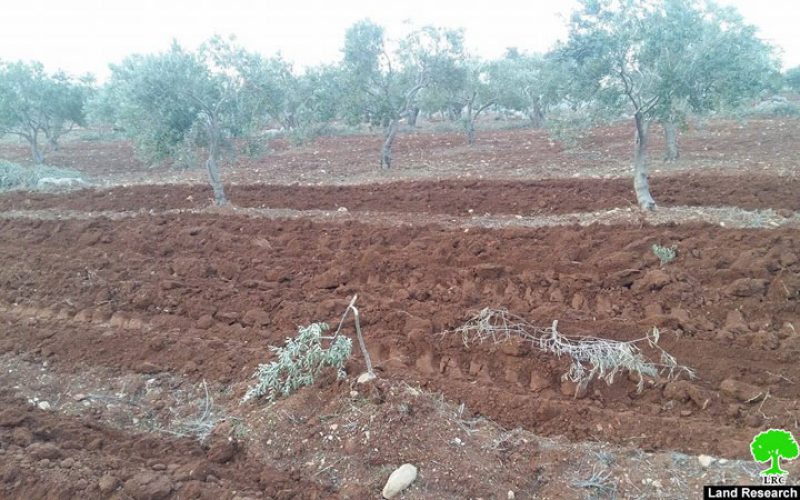 Israeli colonists destroy 52 olive trees in Qusra town